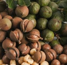 Ripe Macadamia nut