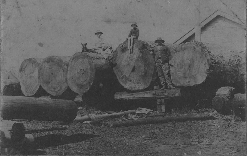 Timber on loading ramp Gundiah railway yard